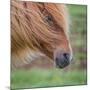 Portrait of Mare, Iceland-Arctic-Images-Mounted Photographic Print