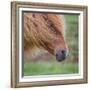 Portrait of Mare, Iceland-Arctic-Images-Framed Photographic Print