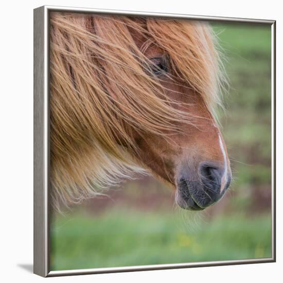 Portrait of Mare, Iceland-Arctic-Images-Framed Photographic Print