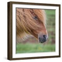 Portrait of Mare, Iceland-Arctic-Images-Framed Photographic Print