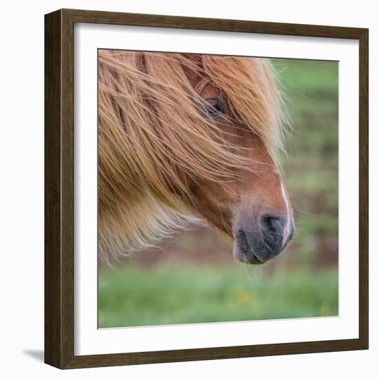 Portrait of Mare, Iceland-Arctic-Images-Framed Photographic Print