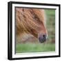 Portrait of Mare, Iceland-Arctic-Images-Framed Photographic Print