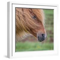 Portrait of Mare, Iceland-Arctic-Images-Framed Photographic Print