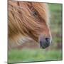 Portrait of Mare, Iceland-Arctic-Images-Mounted Photographic Print