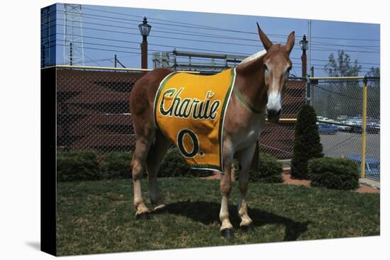 Portrait of Mule Mascot Charlie O-null-Stretched Canvas