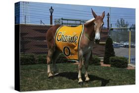 Portrait of Mule Mascot Charlie O-null-Stretched Canvas