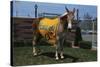 Portrait of Mule Mascot Charlie O-null-Stretched Canvas