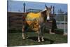 Portrait of Mule Mascot Charlie O-null-Stretched Canvas