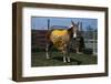 Portrait of Mule Mascot Charlie O-null-Framed Photographic Print