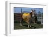 Portrait of Mule Mascot Charlie O-null-Framed Photographic Print