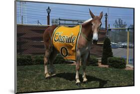 Portrait of Mule Mascot Charlie O-null-Mounted Photographic Print