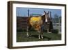 Portrait of Mule Mascot Charlie O-null-Framed Photographic Print