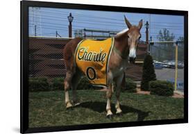 Portrait of Mule Mascot Charlie O-null-Framed Photographic Print