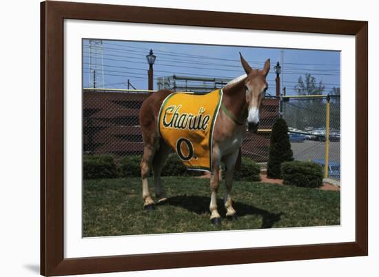 Portrait of Mule Mascot Charlie O-null-Framed Photographic Print