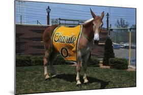 Portrait of Mule Mascot Charlie O-null-Mounted Photographic Print