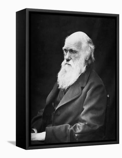 Portrait of Naturalist and Geologist Charles Darwin-Stocktrek Images-Framed Stretched Canvas