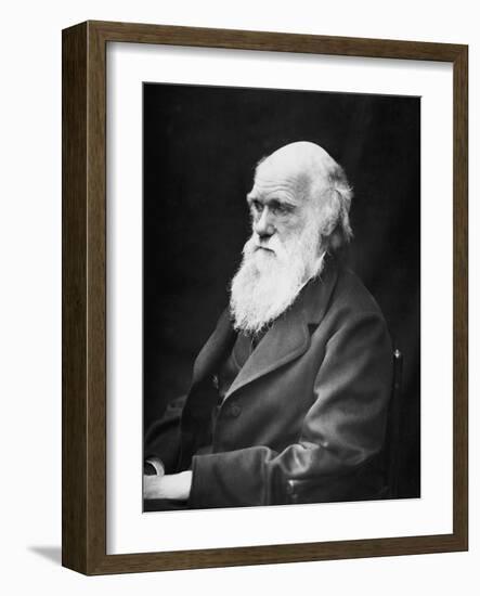 Portrait of Naturalist and Geologist Charles Darwin-Stocktrek Images-Framed Photographic Print