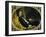 Portrait of Nicola Massa-Tranquillo Cremona-Framed Giclee Print