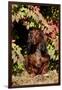 Portrait of Onghair Dachshund Emerging under Autumn Leaves of Burning Bush, Putnum-Lynn M^ Stone-Framed Photographic Print