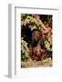 Portrait of Onghair Dachshund Emerging under Autumn Leaves of Burning Bush, Putnum-Lynn M^ Stone-Framed Photographic Print