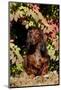 Portrait of Onghair Dachshund Emerging under Autumn Leaves of Burning Bush, Putnum-Lynn M^ Stone-Mounted Photographic Print