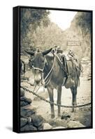 Portrait of Pack Mule at Phantom Ranch, Grand Canyon National Park, Arizona-Justin Bailie-Framed Stretched Canvas