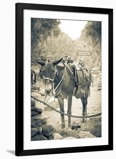 Portrait of Pack Mule at Phantom Ranch, Grand Canyon National Park, Arizona-Justin Bailie-Framed Photographic Print