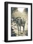 Portrait of Pack Mule at Phantom Ranch, Grand Canyon National Park, Arizona-Justin Bailie-Framed Photographic Print