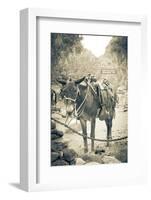 Portrait of Pack Mule at Phantom Ranch, Grand Canyon National Park, Arizona-Justin Bailie-Framed Photographic Print