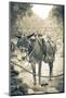 Portrait of Pack Mule at Phantom Ranch, Grand Canyon National Park, Arizona-Justin Bailie-Mounted Photographic Print