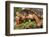 Portrait of Particularly Colorful Male Eastern Box Turtle (Terrapene Carolina Carolina)-Lynn M^ Stone-Framed Photographic Print