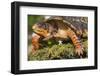 Portrait of Particularly Colorful Male Eastern Box Turtle (Terrapene Carolina Carolina)-Lynn M^ Stone-Framed Photographic Print