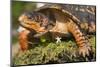 Portrait of Particularly Colorful Male Eastern Box Turtle (Terrapene Carolina Carolina)-Lynn M^ Stone-Mounted Photographic Print