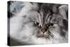 Portrait of Persian Cat-Lynn M^ Stone-Stretched Canvas