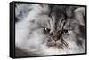 Portrait of Persian Cat-Lynn M^ Stone-Framed Stretched Canvas