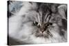 Portrait of Persian Cat-Lynn M^ Stone-Stretched Canvas