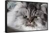Portrait of Persian Cat-Lynn M^ Stone-Framed Stretched Canvas