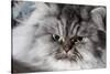 Portrait of Persian Cat-Lynn M^ Stone-Stretched Canvas