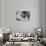 Portrait of Persian Cat-Lynn M^ Stone-Photographic Print displayed on a wall