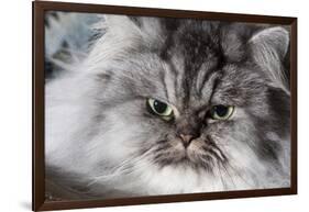 Portrait of Persian Cat-Lynn M^ Stone-Framed Photographic Print