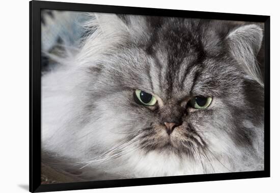 Portrait of Persian Cat-Lynn M^ Stone-Framed Photographic Print