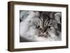 Portrait of Persian Cat-Lynn M^ Stone-Framed Photographic Print