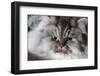 Portrait of Persian Cat-Lynn M^ Stone-Framed Photographic Print