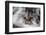 Portrait of Persian Cat-Lynn M^ Stone-Framed Photographic Print