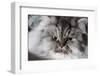 Portrait of Persian Cat-Lynn M^ Stone-Framed Photographic Print