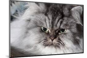 Portrait of Persian Cat-Lynn M^ Stone-Mounted Photographic Print