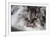 Portrait of Persian Cat-Lynn M^ Stone-Framed Photographic Print