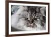 Portrait of Persian Cat-Lynn M^ Stone-Framed Photographic Print