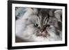 Portrait of Persian Cat-Lynn M^ Stone-Framed Photographic Print