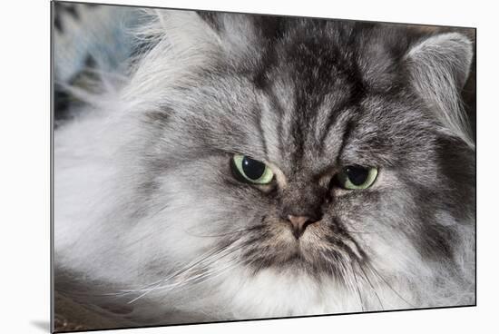 Portrait of Persian Cat-Lynn M^ Stone-Mounted Photographic Print